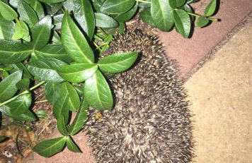 Dom Letniskowy na Kaszubach z podgrzewanym basenem - Foto 20