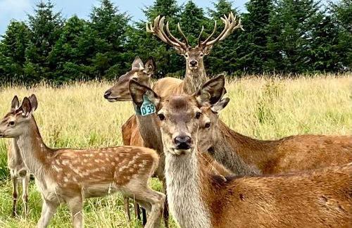 The Lodge at Muir Estate - Foto 45