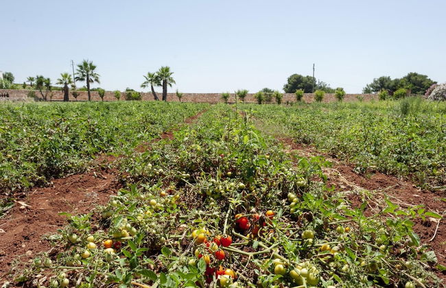 Sal739 in Pescoluse With 2 Bedrooms and 2 Bathrooms - Foto 45