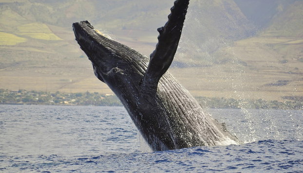 Kaanapali Royal N102 - Foto 4, Miscelánea