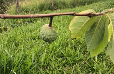Chalé Bem-te-vi Vista espetacular da Serra da Mantiqueira - Foto 26