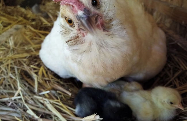 Les Favouilles, le gîte pour 15 personnes - Foto 105