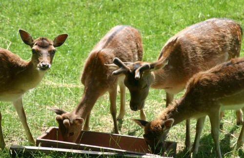 Ferienhaus Rehblick - Foto 6