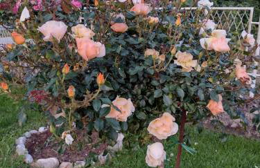 Happy Home LP - Photo 19