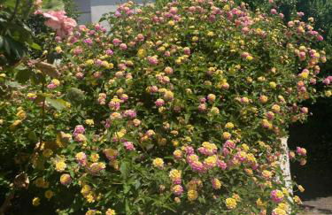 La Rosa del Mare - Foto 24