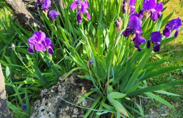 Location gîte dans le var - Foto 29