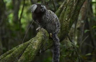 Casa na Vila de Abraão - Foto 14