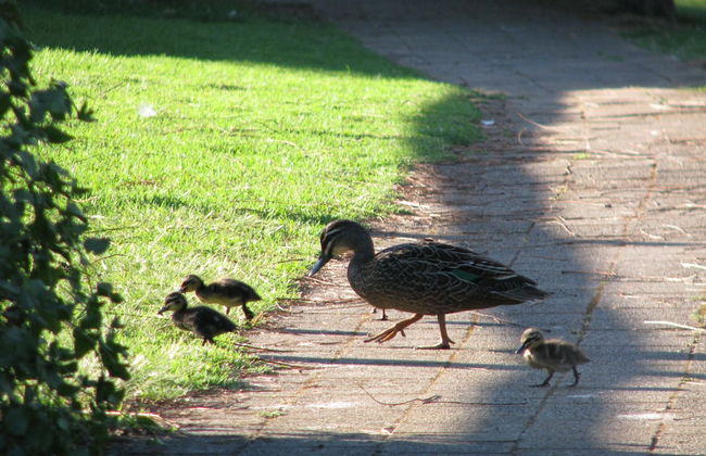 Pemberton Lake View Chalets - Foto 24