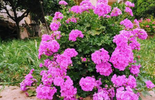 Psaras Apartments - Foto 66