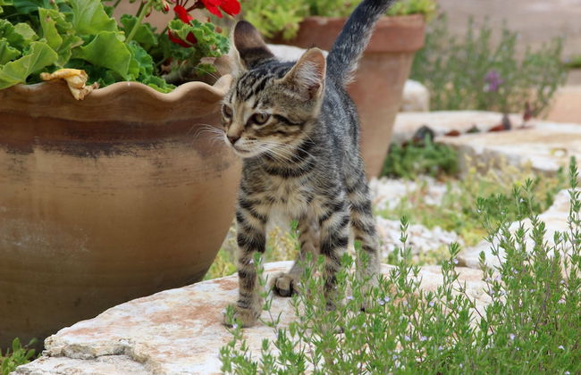 Trullo Madia with Shared Hot Tub in Nature - Foto 64
