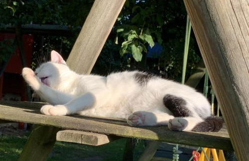 Ferienhof Klein - Foto 32