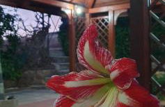 Finca y Casa Rural Los Huertos - Foto 45