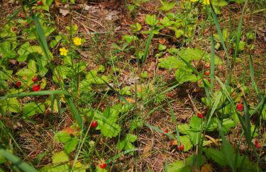 Domek pod lasem podlaskie - Foto 21