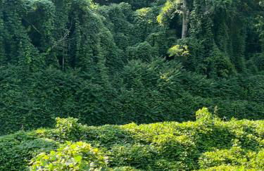 Smokies Hill Top Cabin Mountain Views 2 miles to Town Pet Friendly - Foto 33