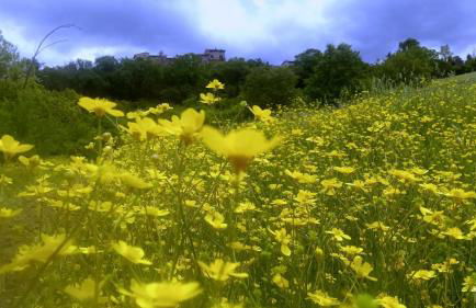 Opera d'Oro - Foto 25