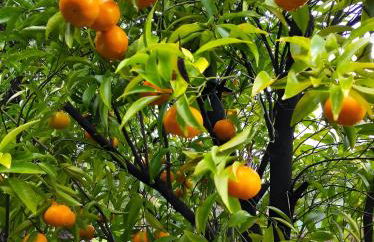 Casa do Alto (top floor apartment) - Foto 55