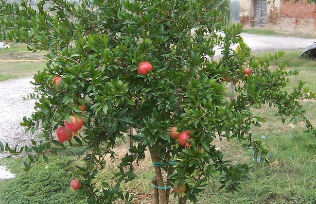 Agriturismo Le Baccane - Foto 72