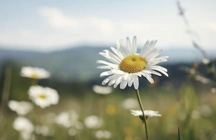 Allgäu-Glück Grünenbach - Foto 4