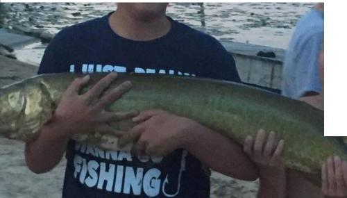 Airport Waterfront Cottage w transportation - Foto 3