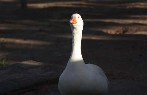 Fazenda Terra Bonita - Foto 10