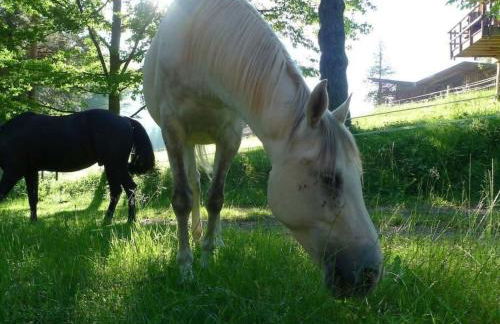 Holiday Home in Walscheid mit Terrasse- Grill by Interhome - Foto 40