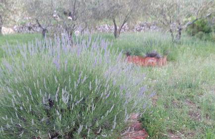 Apartments Villa Hansal - Photo 23