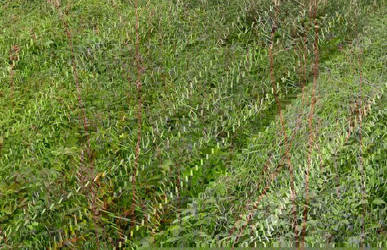 Cosy and Modern Chalet Near Norwich, England - Foto 35