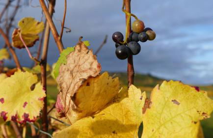 Le nid de Sitelle, appartement, piscine et sauna - Foto 14