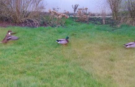 GästeHaus „Barbara” mit Garage in 26919 Brake - Foto 36