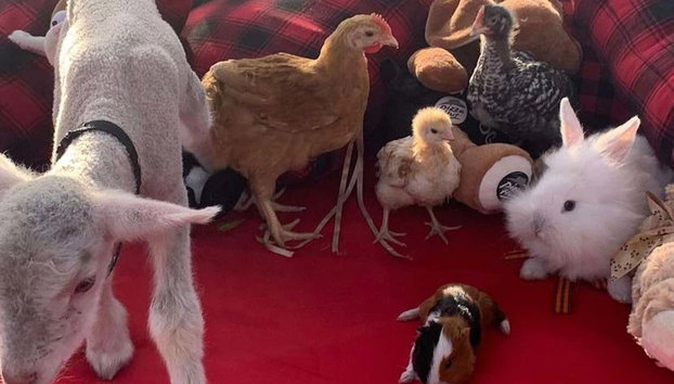 Visite de la ferme de Santa Bárbara - Photo 4