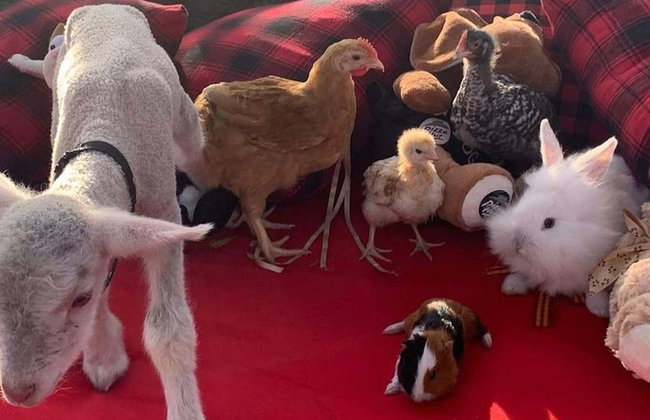 Visita a la estancia Santa Bárbara - Foto 4