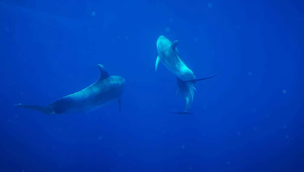 Fauna marinha nas águas de La Palma