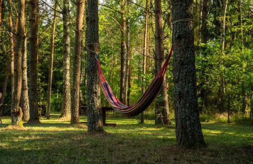 Między Sosnami - Foto 34