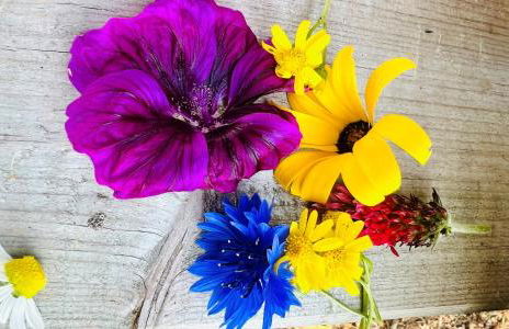 Ferienwohnung Schafberg - Foto 1