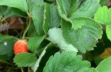 Large house with pool, barbecue and garden - Foto 6