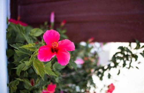 Maestralia - Photo 64