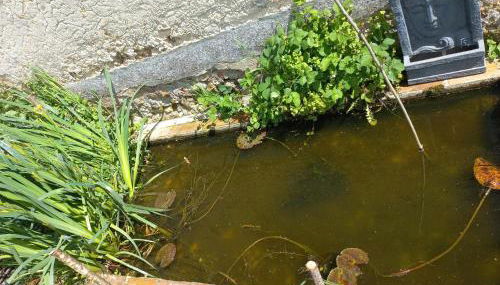 Les hirondelles - Foto 3