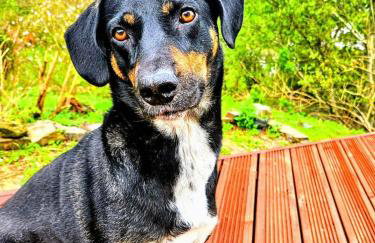 Swn Y Saith, dog-friendly stay in Tresaith - Foto 23