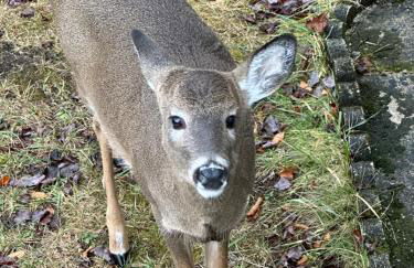 Pocono House in a private community 4 pools, Lake. - Foto 27
