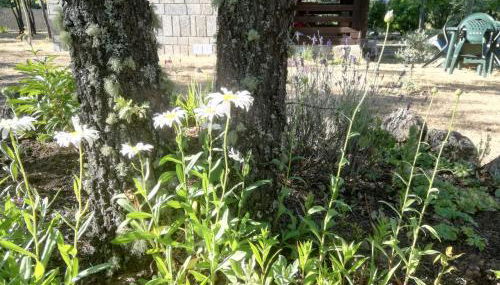 Cabañas Vallecino - Foto 5, Garden