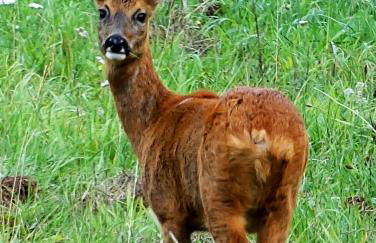 Forsthaus Hausbach Ferienwohnung Reh - Foto 19
