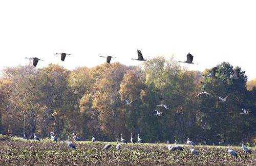Kranich-Holzferienhaus 'Kleine Auszeit' - Foto 4