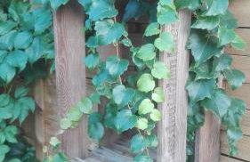 Ferienwohnungen Paul und Dorothea - Foto 93