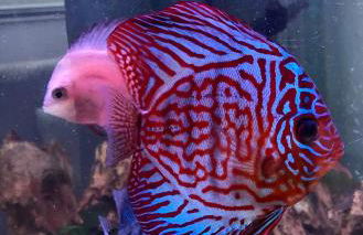 Casa Aurora - Foto 19