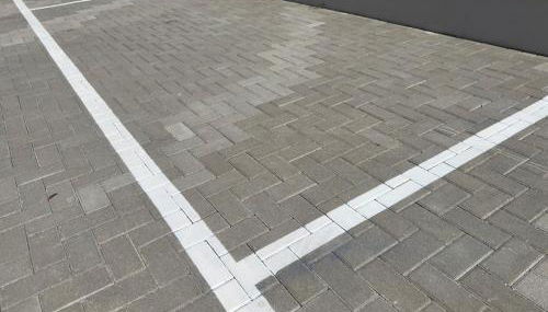 Salix Aurea - Foto 3