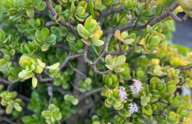 Villa Es Puig, piscina y vistas a la montaña - Foto 53