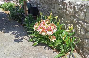 Sofias Studio - Foto 11