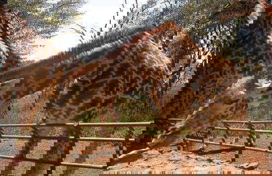 Excursión al Giraffe Centre - Foto 6