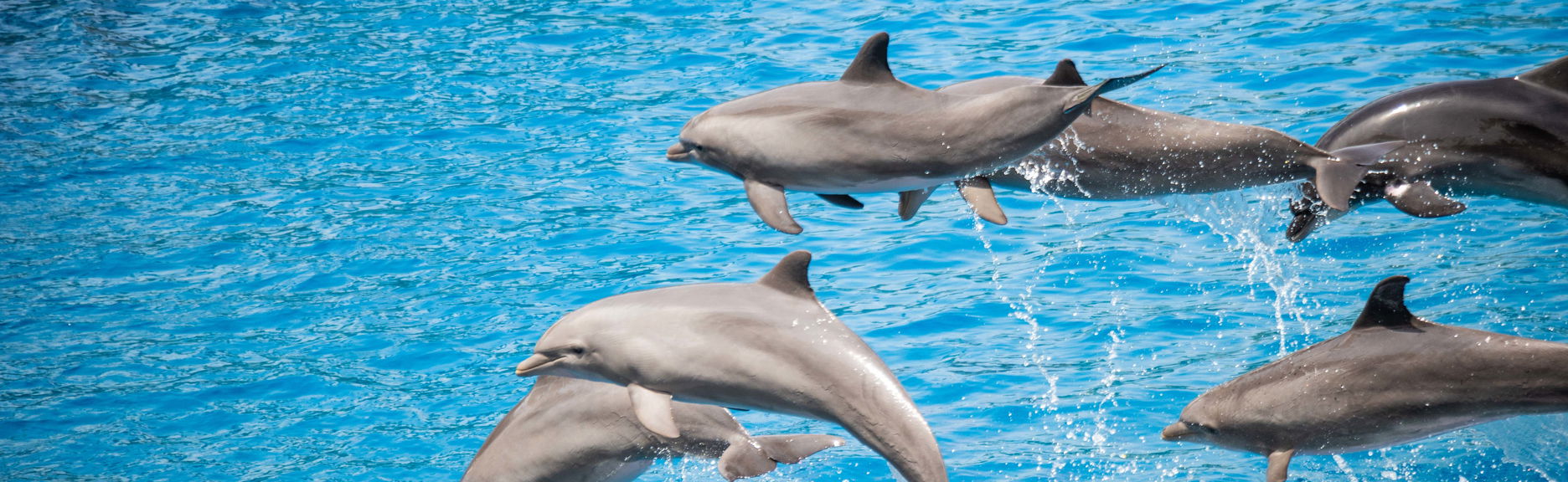 Snorkel en West Bay + Avistamiento de delfines