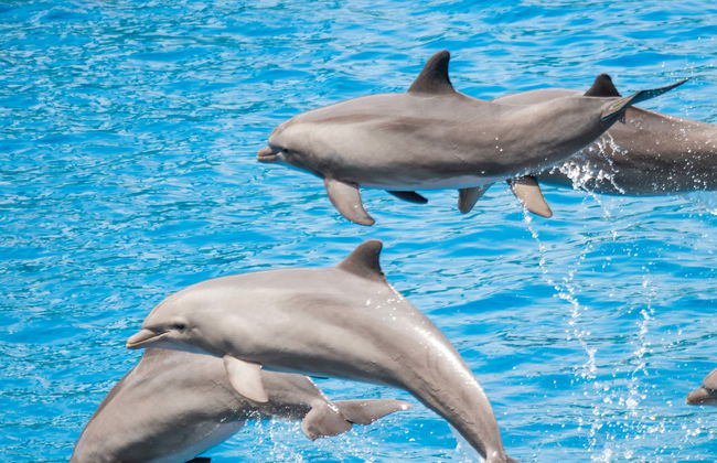 Snorkeling a West Bay + Avvistamento di delfini - Foto 1